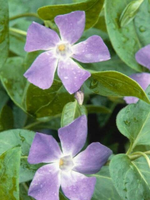 Барвинок (Vinca) купить с доставкой