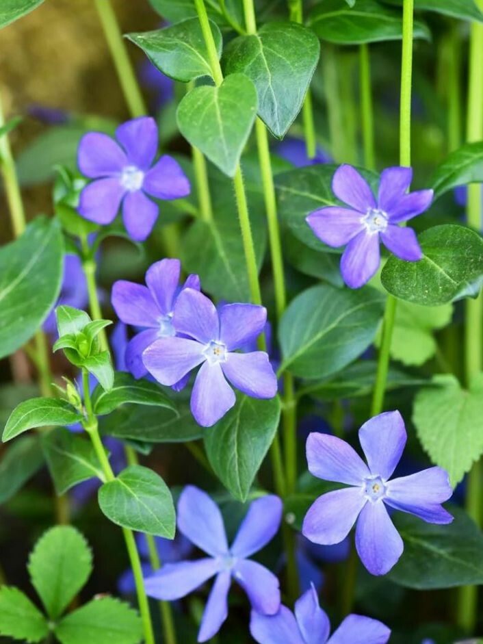 Барвинок (Vinca) купить с доставкой