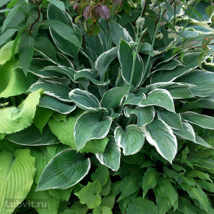 Хоста Том Шмидт (Tom Schmidt) [L]