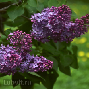 Сирень Маршал Конев