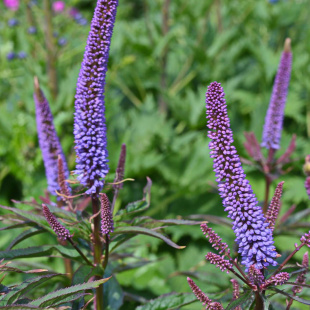 Вероникаструм Ред Арроуз (Red Arrows) Вероникаструм Ред Арроуз (Red Arrows)