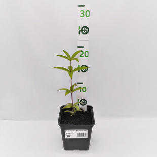 Вероникаструм Ред Арроуз (Red Arrows)