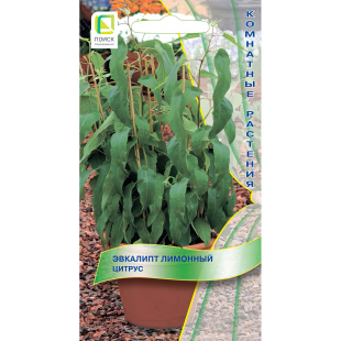 Эвкалипт лимонный Цитрус [Поиск]