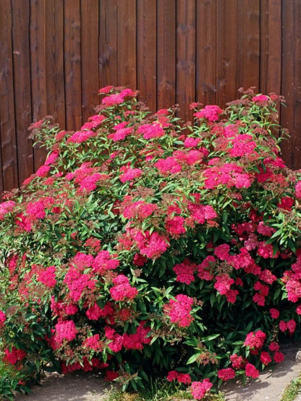 Спирея Антони Ватерер (Anthony Waterer) купить с доставкой