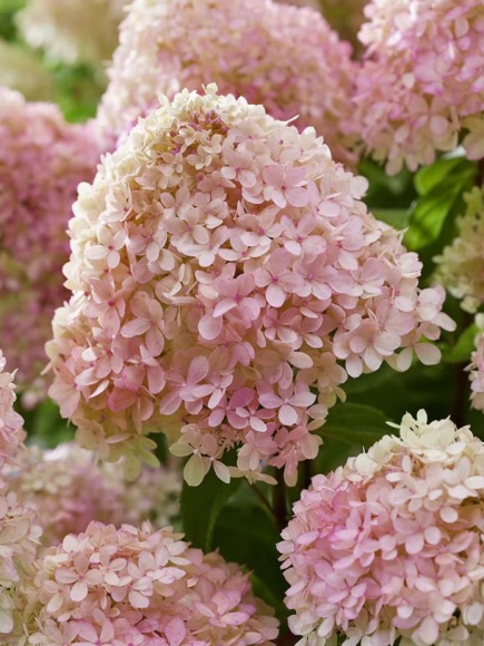 Гортензия Ливинг Литл Лав (Living Little Love) метельчатая купить с доставкой