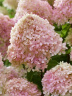 Гортензия Ливинг Литл Лав (Living Little Love) метельчатая