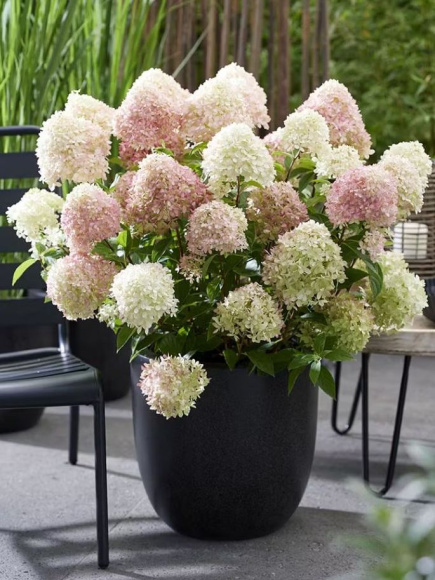 Гортензия Ливинг Литл Лав (Living Little Love) метельчатая купить с доставкой