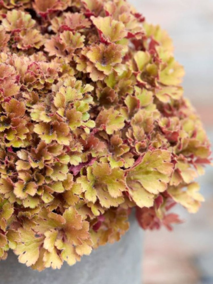 Гейхера Фрилли (Frilly) купить с доставкой Гейхера Фрилли (Frilly) купить с доставкой