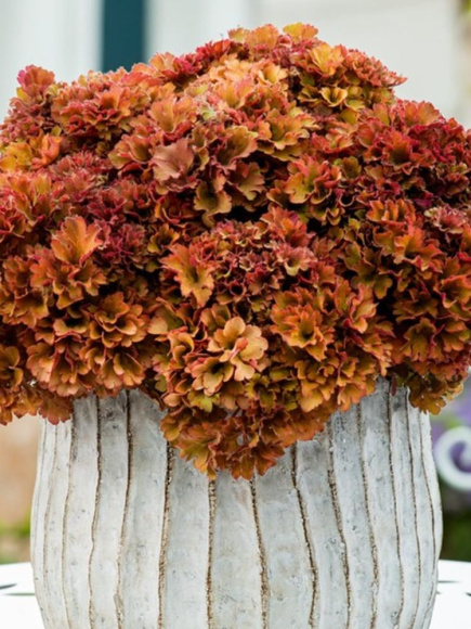 Гейхера Фрилли (Frilly) купить с доставкой Гейхера Фрилли (Frilly) купить с доставкой