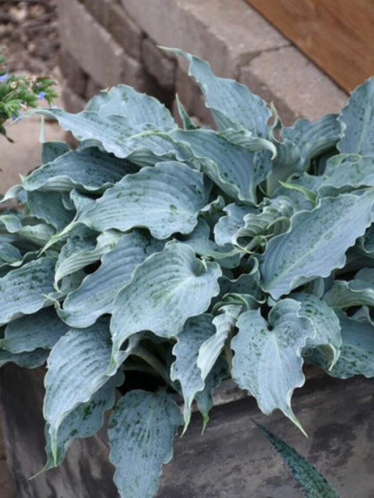 Хоста Вотерслайд (Waterslide) [M] купить с доставкой
