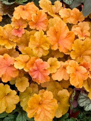 Гейхера Криста (Christa)