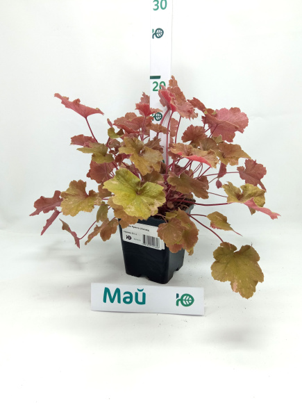 Гейхера Криста (Christa) купить с доставкой