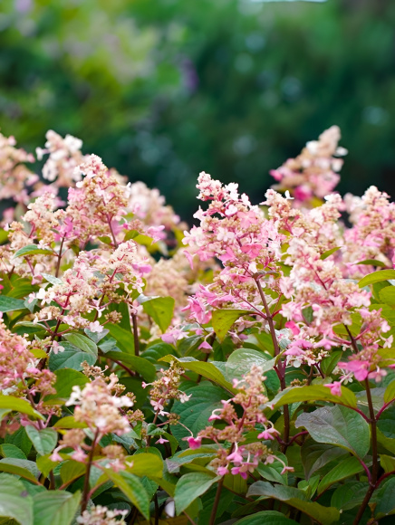 Гортензия Кэндллайт (Candlelight) метельчатая купить с доставкой
