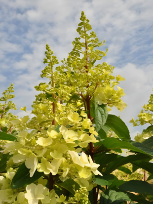 Гортензия Кэндллайт (Candlelight) метельчатая Гортензия Кэндллайт (Candlelight) метельчатая