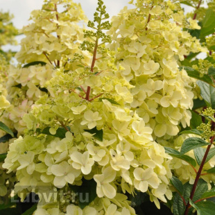 Гортензия Кэндллайт (Candlelight) метельчатая