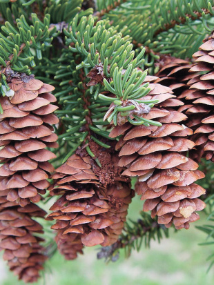 Ель Колючая (f.Glauca зеленая)