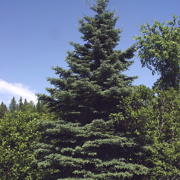 Ель Колючая (f.Glauca зеленая) купить с доставкой