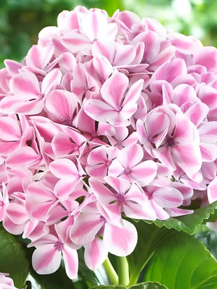 Гортензия Пепперминт (Peppermint) крупнолистная