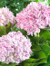 Гортензия Пепперминт (Peppermint) крупнолистная купить с доставкой