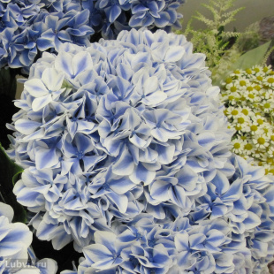 Гортензия Пепперминт (Peppermint) крупнолистная