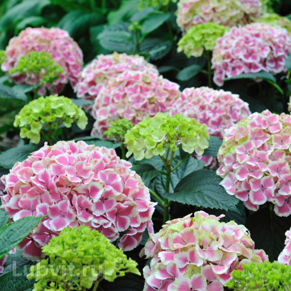 Гортензия Пепперминт (Peppermint) крупнолистная купить с доставкой Гортензия Пепперминт (Peppermint) крупнолистная купить с доставкой
