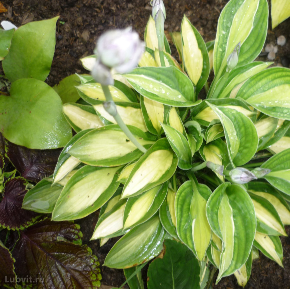 Хоста Джипси Роуз (Gypsy Rose) [М] купить с доставкой