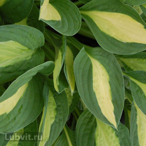 Хоста Джипси Роуз (Gypsy Rose) [М] купить с доставкой