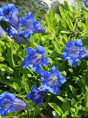 Горечавка Блю Стар (Blue Star) Горечавка Блю Стар (Blue Star)