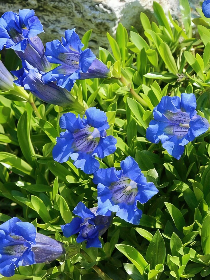 Горечавка Блю Стар (Blue Star) купить с доставкой