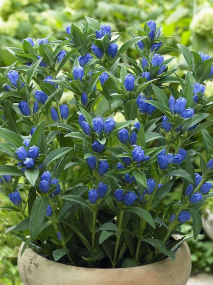 Горечавка Блю Стар (Blue Star) купить с доставкой