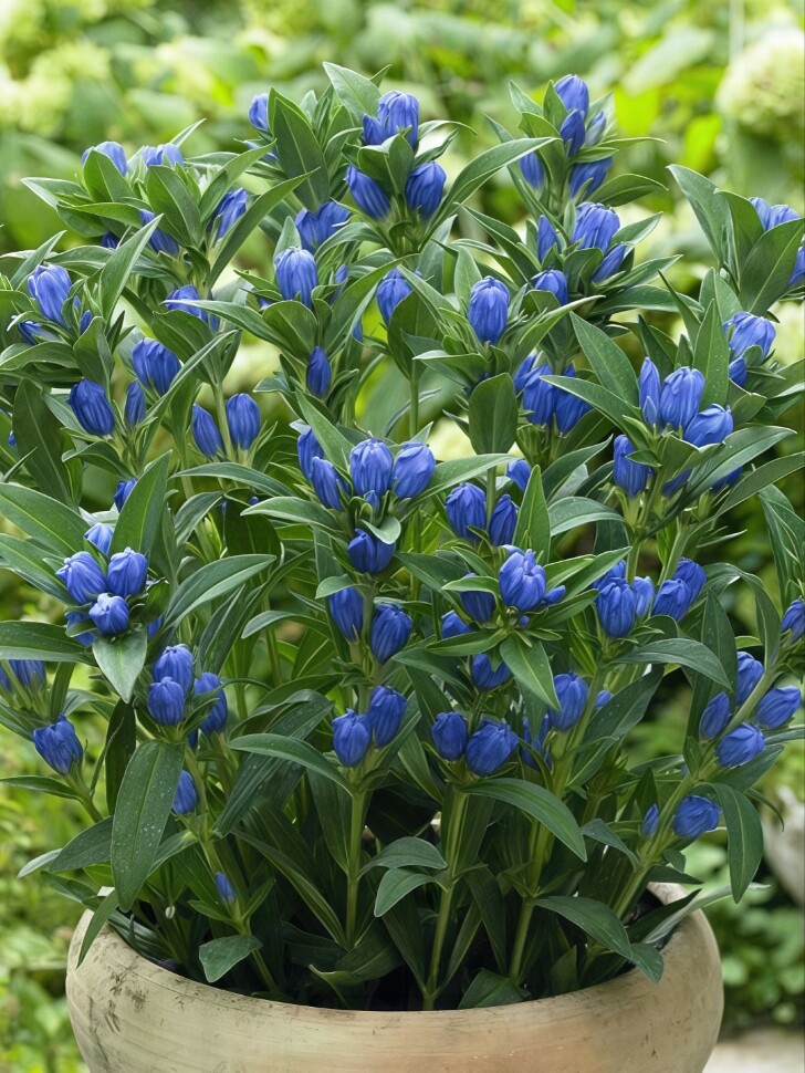 Горечавка Блю Стар (Blue Star) купить с доставкой