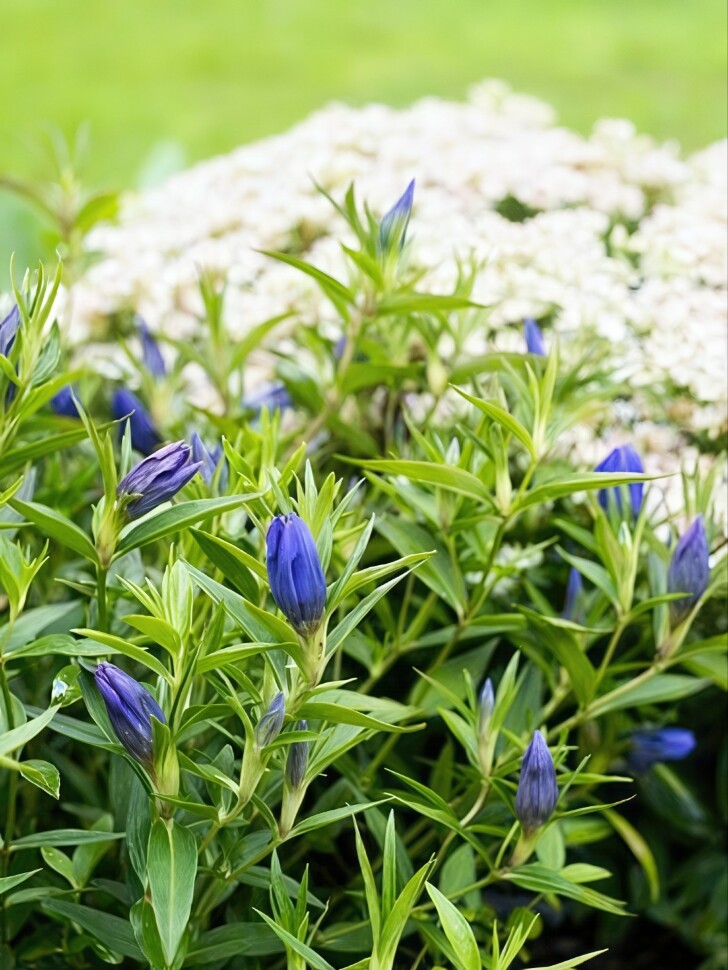 Горечавка Блю Стар (Blue Star) купить с доставкой