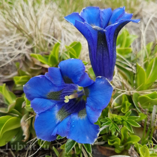 Горечавка Блю Стар (Blue Star)