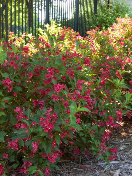 Вейгела Ред Принц (Red Prince) купить с доставкой