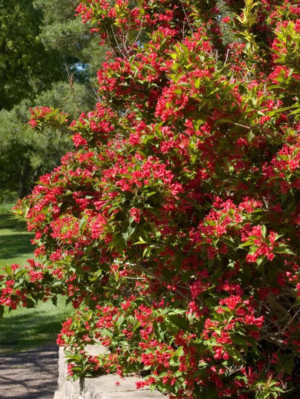 Вейгела Ред Принц (Red Prince) купить с доставкой