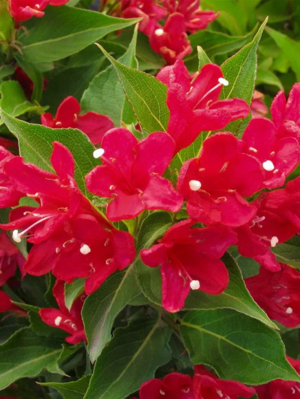 Вейгела Ред Принц (Red Prince) купить с доставкой