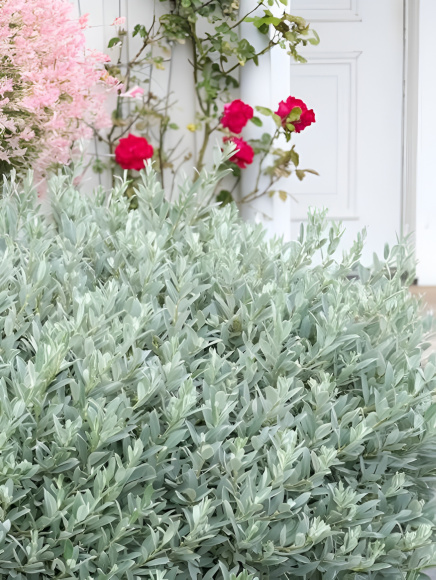 Ива швейцарская Гельветика (Helvetica) купить с доставкой Ива швейцарская Гельветика (Helvetica) купить с доставкой