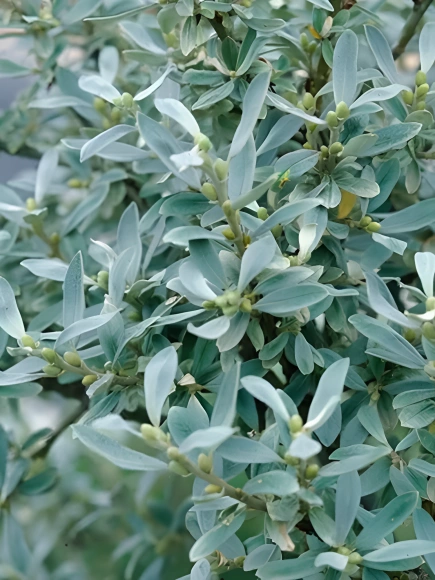 Ива швейцарская Гельветика (Helvetica) купить с доставкой Ива швейцарская Гельветика (Helvetica) купить с доставкой