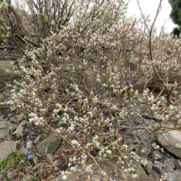 Ива швейцарская Гельветика (Helvetica) купить с доставкой