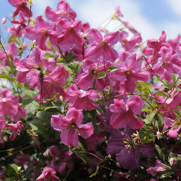 Клематис Краковяк PBR (Krakowiak) купить с доставкой