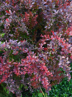 Барбарис Конкорд (Concorde)