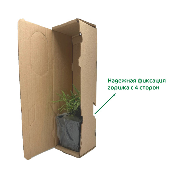 Коробка для упаковки растений 9,5 х 9,5 х 37 см 10 шт купить с доставкой Коробка для упаковки растений 9,5 х 9,5 х 37 см 10 шт купить с доставкой