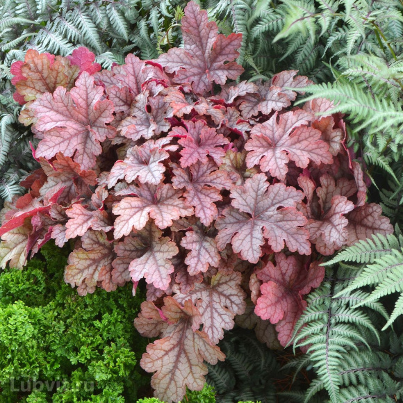 Гейхерелла Хани Роуз (Honey Rose) купить с доставкой