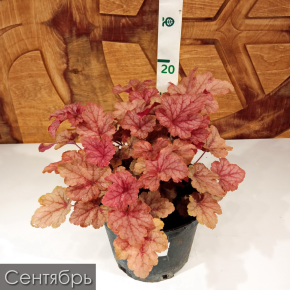 Гейхерелла Хани Роуз (Honey Rose) купить с доставкой