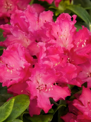 Рододендрон Хеллики (Hellikki) Рододендрон Хеллики (Hellikki)