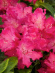Рододендрон Хеллики (Hellikki) купить с доставкой