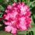 Рододендрон Хеллики (Hellikki) купить с доставкой