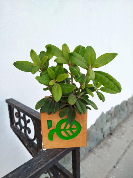 Рододендрон Хеллики (Hellikki) купить с доставкой