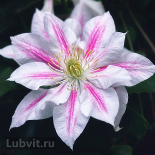 Клематис Андромеда (Andromeda)
