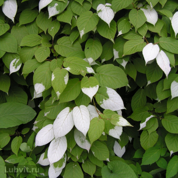 Актинидия Ленинградская крупноплодная купить с доставкой